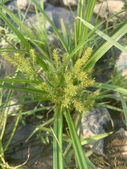 Cyperus cyperoides