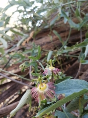 Passiflora mexicana