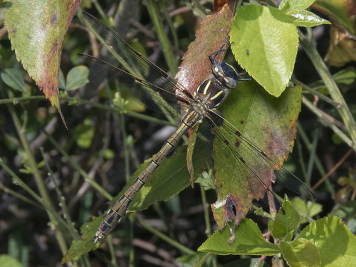 Phyllopetalia