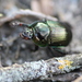 Violet Dor Beetle - Photo (c) Pablo de la Fuente Brun, some rights reserved (CC BY-NC), uploaded by Pablo de la Fuente Brun