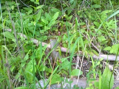 Ophrys insectifera