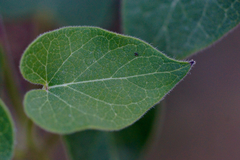 Aristolochia wrightii