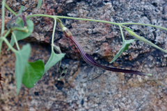 Aristolochia wrightii