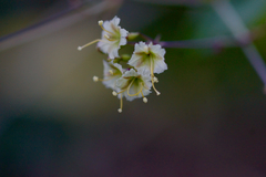 Commicarpus