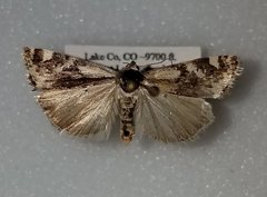 Tarache augustipennis