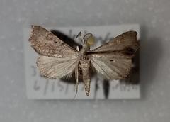 Redectis pygmaea