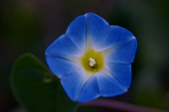 Ipomoea cardiophylla