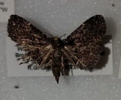 Metalectra tantillus