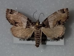 Cutina distincta