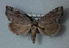 Cutina albopunctella