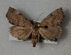 Cutina aluticolor