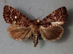 Callopistria granitosa