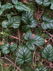 Rubus nivalis