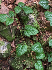 Rubus nivalis