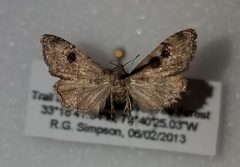 Abablemma brimleyana