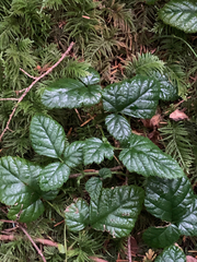 Rubus nivalis