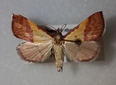 Phytometra rhodarialis