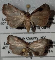 Hyperstrotia flaviguttata