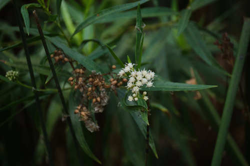 iNaturalist observation photo of mule fat