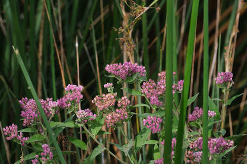 iNaturalist observation photo of marsh fleabane
