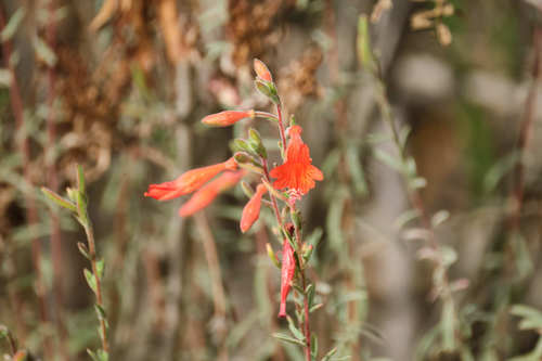 iNaturalist observation photo of California fuchsia