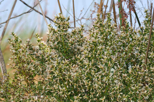 iNaturalist observation photo of coyote brush