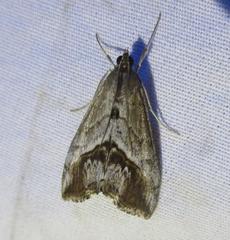 Evergestis obliqualis