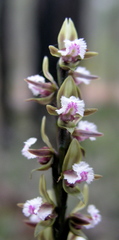 Prasophyllum fimbria