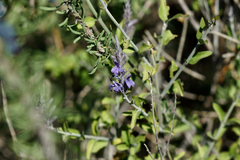 Mirandea grisea
