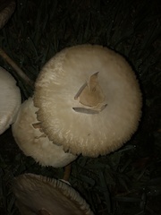 Chlorophyllum molybdites image