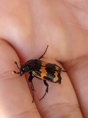 Nicrophorus mexicanus