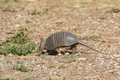 Dasypus septemcinctus septemcinctus