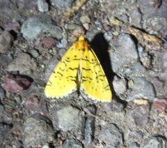 Chrysoecia atrolinea