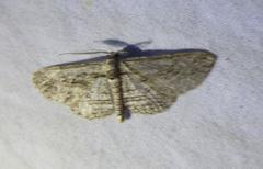 Iridopsis obliquaria