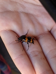 Nicrophorus mexicanus