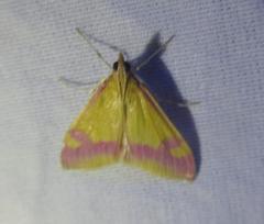 Pyrausta scurralis