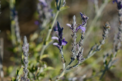 Mirandea grisea