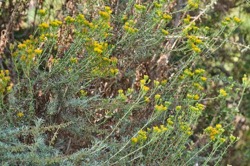 iNaturalist observation photo of Coastal Goldenbush
