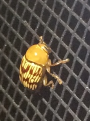 Cryptocephalus fulguratus