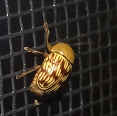 Cryptocephalus fulguratus