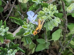 Chauliognathus omissus