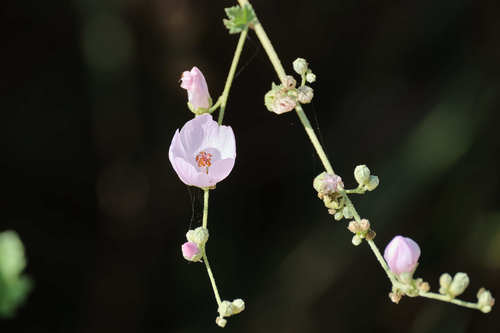 iNaturalist observation photo of southern coastal bushmallow