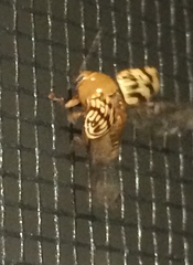 Cryptocephalus fulguratus