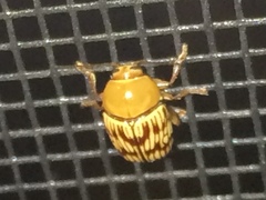 Cryptocephalus fulguratus