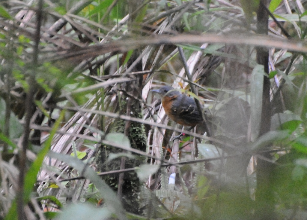 Allpahuayo Antbird