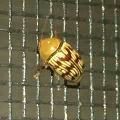 Cryptocephalus fulguratus