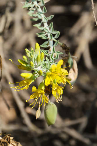iNaturalist observation photo of Bladderpod