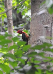 Campephilus rubricollis