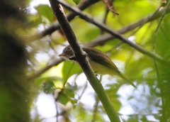 Saffron-Crested Tyrant-Manakin photo 4