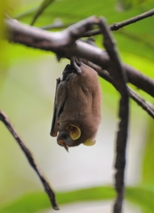 Mesophylla macconnelli